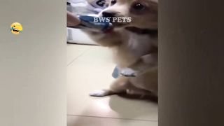 FUNNIEST CAT AND DOG VIDEOS 2023 9