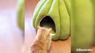 videos de risas de animales 2023. perros y gatos chistosos. Videos graciosos