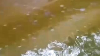 Dimusim redup seperti ini jangan tebar padat dan harus pintar mengolah air