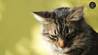 Beautiful Animals In The World