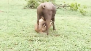 Most amazing moments of animal