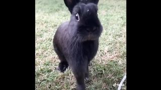 Bunny Side of Tik Tok
