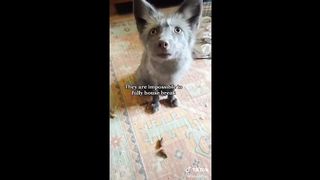 Fox Side of Tik Tok