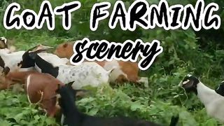 Goat Farm 2