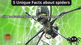 5 Unique Facts about spider