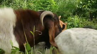 Goat Breeding
