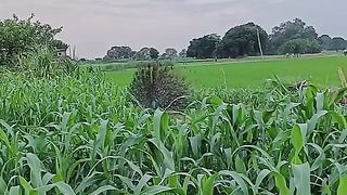 Pe cock in my field