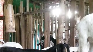 Goat Farming