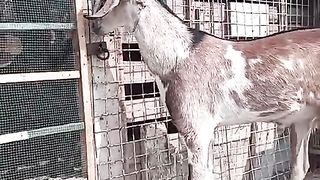 Bakra for sale