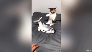 I can't stop watching. Cuteness therapy.
