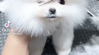 cute dog 15