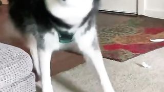 Singing cute dog