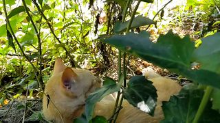 Lovely animal