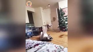Newest funny animals!!! Funniest videos of dogs and cats \@/