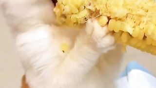 Funny Cat Viral Video 55