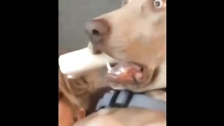 funny cats and dogs