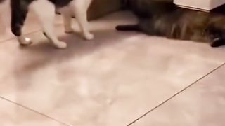Cute ???????????????? 3