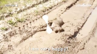 Try Not to Laugh CHALLENGE | 30 Minutes of Funny Dogs 9