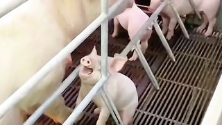 ????Funniest Cats and Dogs Videos ???????? || ???????? Hilarious Animal Compilation №036