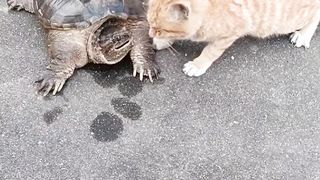 Reaction cats