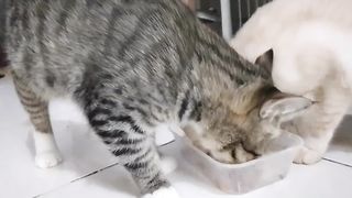 Makan bareng yuuk