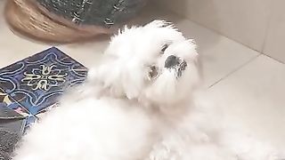 boni dog 4