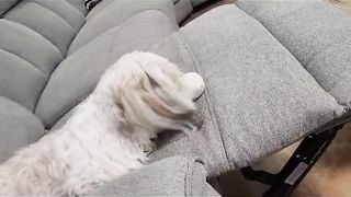 boni dog 5
