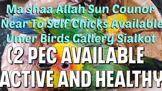 Sun Conure Covered Chicks Available at Umer Birds Gallery | Umer Birds Gallery Sialkot | Sun Conure K Bache A Gaye