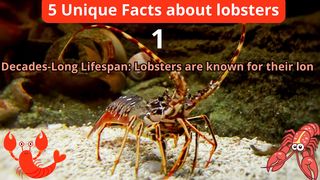 5 Unique Facts about lobster