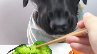 Funny Dog Viral Video 53