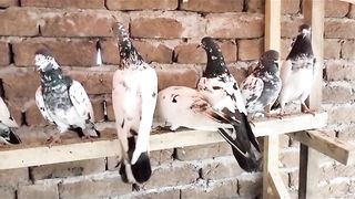 New parvaazi pigeon beautiful breeder pair