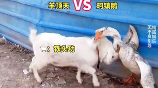 Funny Animal 19