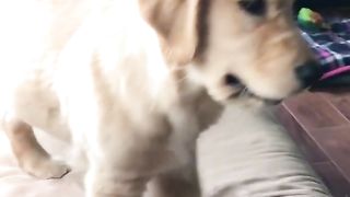 Where did papa go?