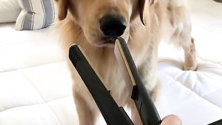 Dog Reacts to Straightener