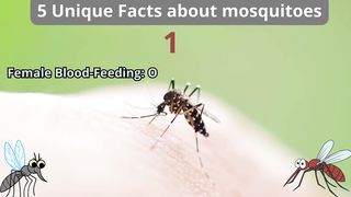 5 Unique Facts about mosquitoe