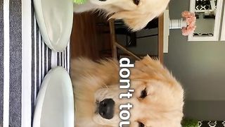 ASMR Food Review With Girlfriend