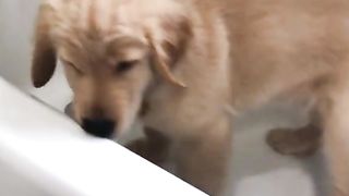Puppy VS Shampoo