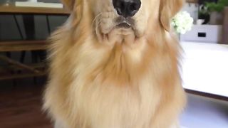 ASMR taste test