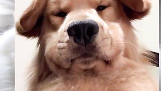 Dog FaceTimes Girlfriend