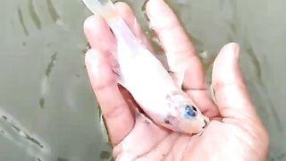 Fisherman 6