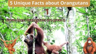 5 Unique Facts about orangutan