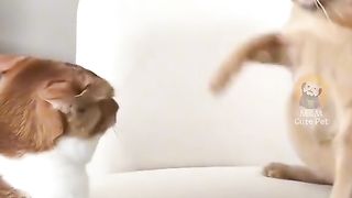 FunnyVideo #6