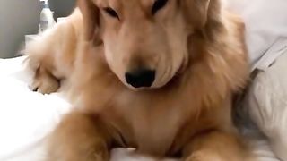 Lazy Doggo!