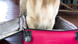 I Packs!