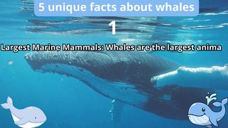 5 Unique Facts about whale