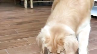 Doggo VS Giant Spider