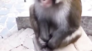 Funny Monkey Viral Video 84
