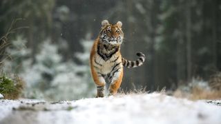 Baby Animals part 1