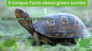 5 Unique Facts about green turtle