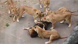 lion eat lion